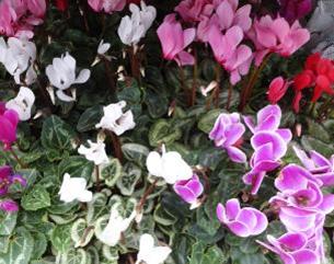 5" Cyclamen Assortment